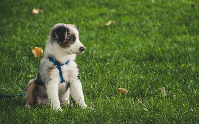 Hitta hundvänliga restauranger