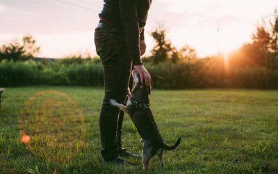 Ta med hund på hotell