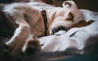 Vanliga misstag vid hundresor