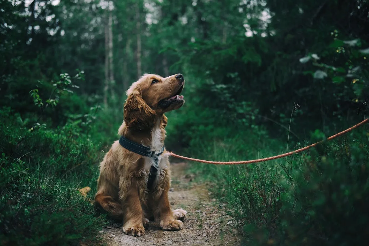 Inspiration till en resa med hund
